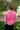 Reeba Sweater