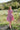 Kaitlin Dress