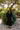 Dresses - Ellis Dress