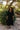 Dresses - Ellis Dress