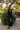 Dresses - Ellis Dress