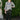 Pants - Ladies Flat Front Pant